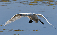 Mute swan (Cygnus olor)